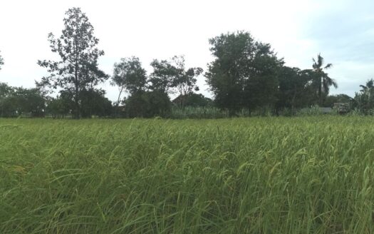 Land For Sale in Trosek Korng Village